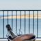 Seashells Resort – AX Hotels