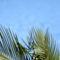 Gozo Farmhouses - Gozo Village Holidays