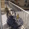 Galea's Apartment