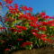 Gozo Green Living