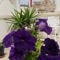 Concetta Host House